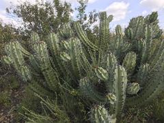 Myrtillocactus cochal