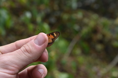 Acraea acerata
