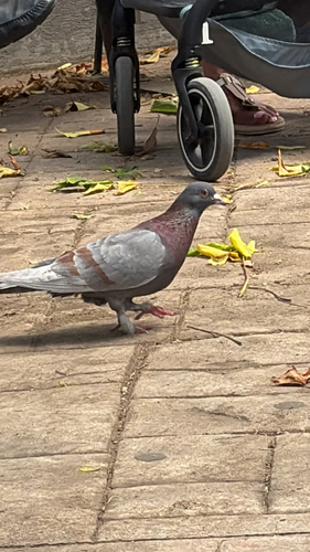 Feral Pigeon