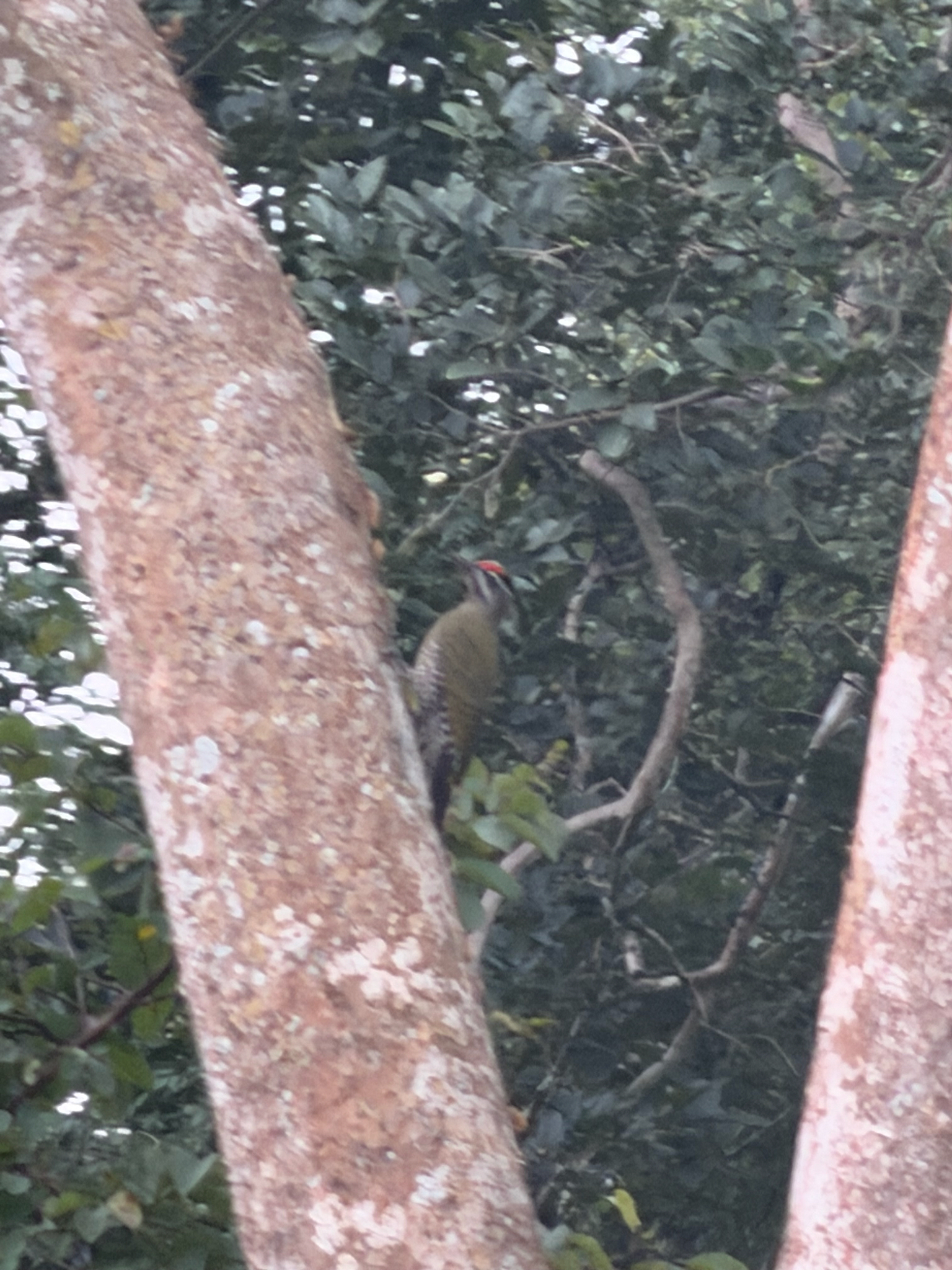 Streak-throated Woodpecker (Picus xanthopygaeus), photo 6