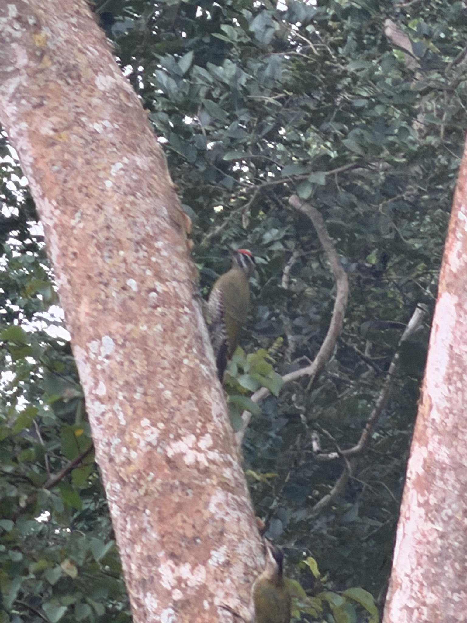 Streak-throated Woodpecker (Picus xanthopygaeus), photo 7