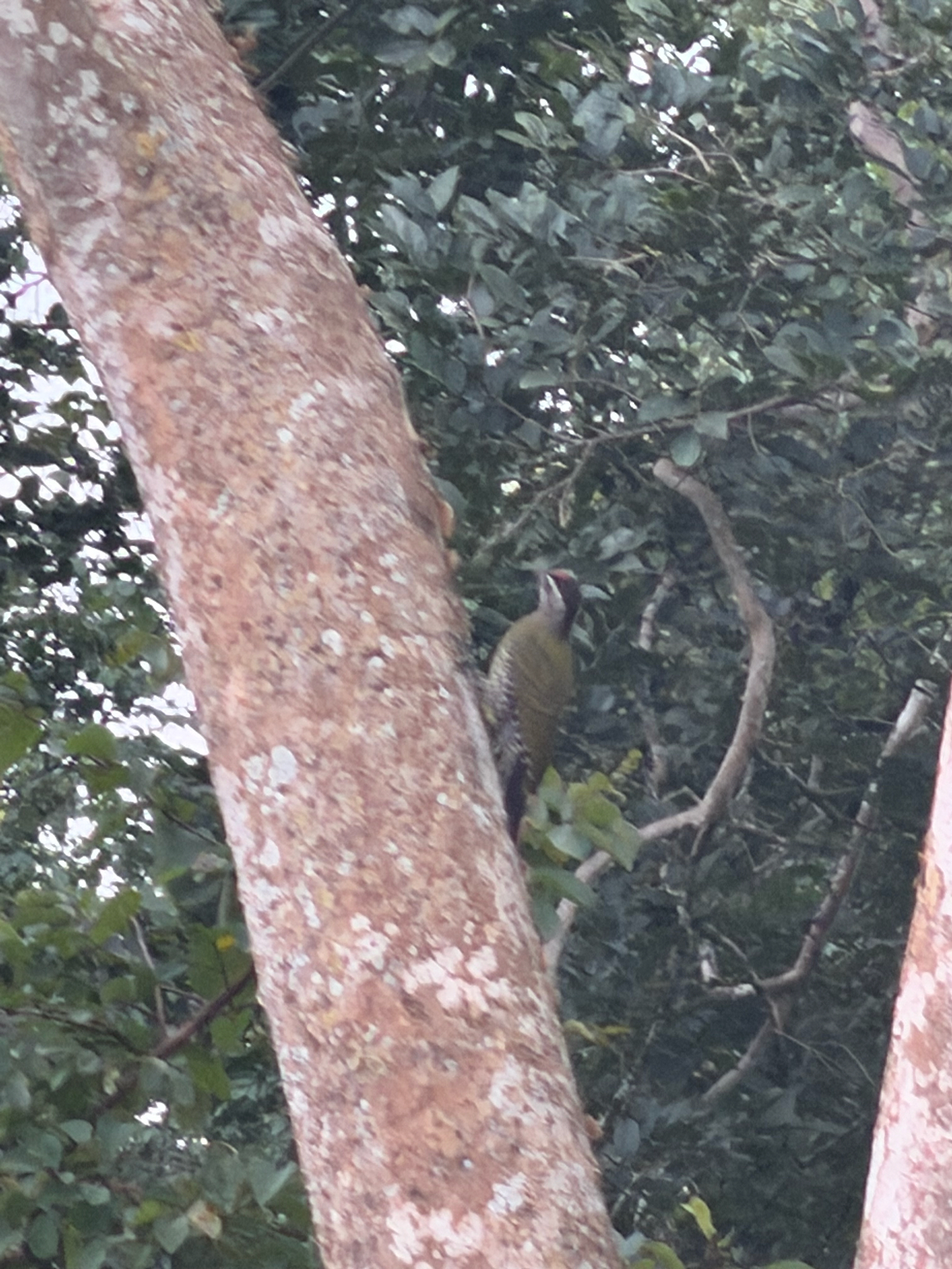 Streak-throated Woodpecker (Picus xanthopygaeus), photo 5