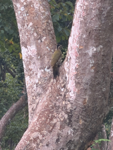 Streak-throated Woodpecker (Picus xanthopygaeus), photo 10