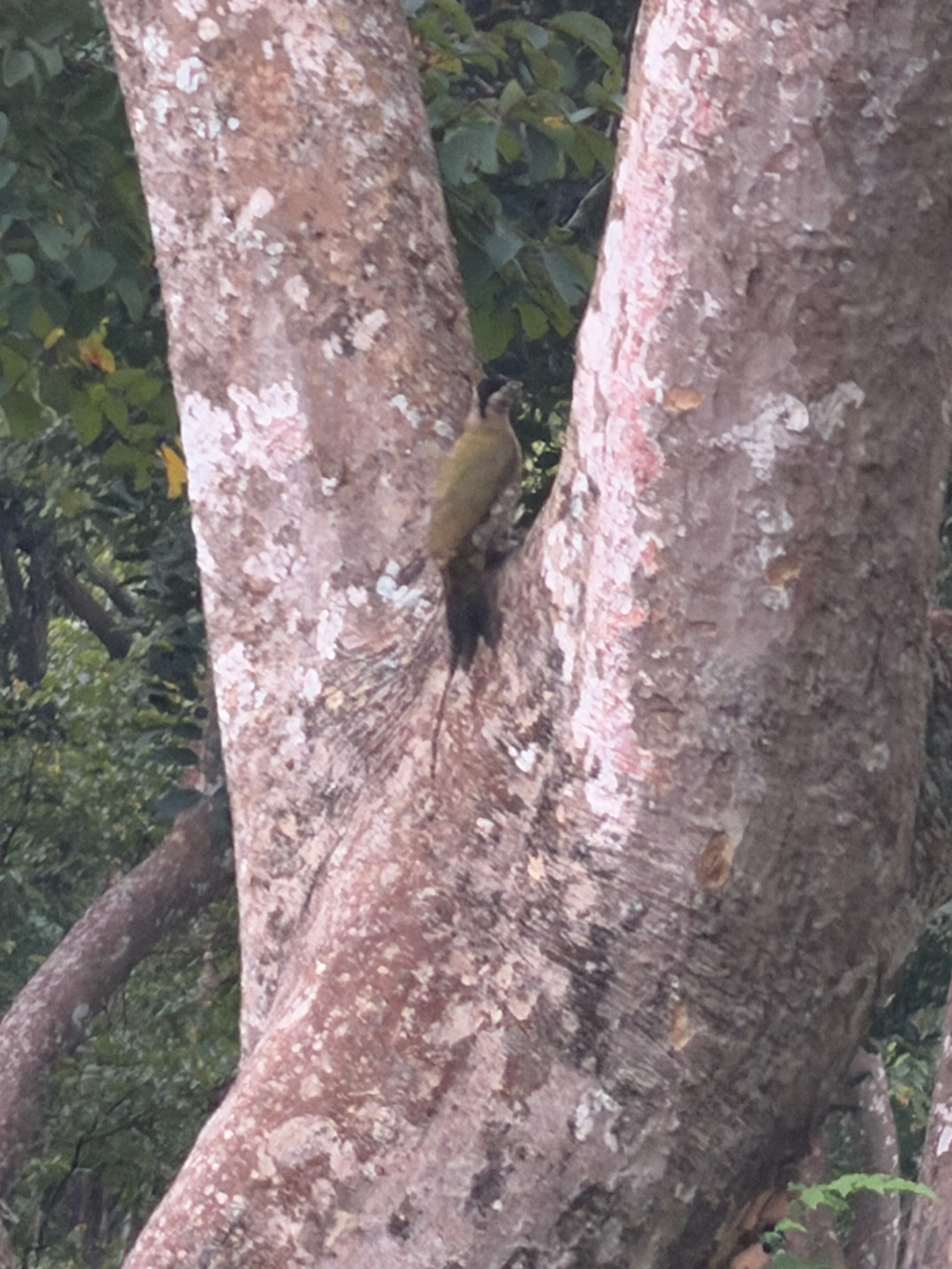 Streak-throated Woodpecker (Picus xanthopygaeus), photo 8