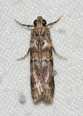 Dioryctria pygmaeella