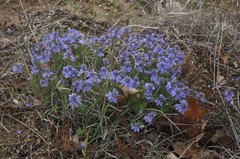 Veronica capsellicarpa