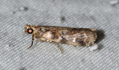 Dioryctria pygmaeella