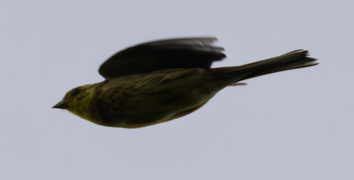 Yellowhammer