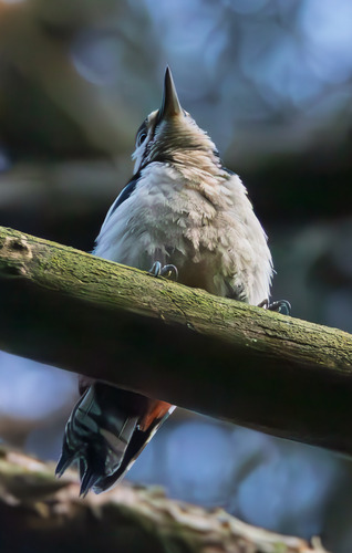 Great Spotted Woodpecker
