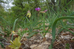 Lathyrus digitatus
