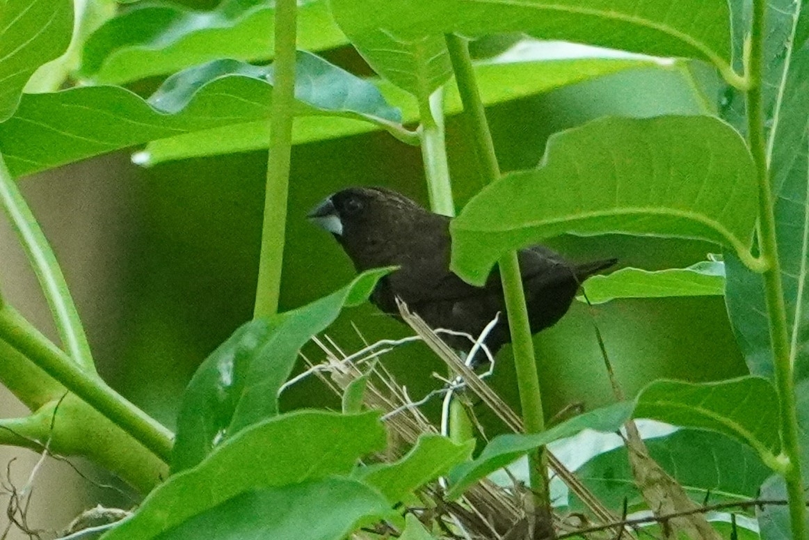 Dusky Munia (Lonchura fuscans), photo 3