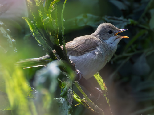 Greater Whitethroat