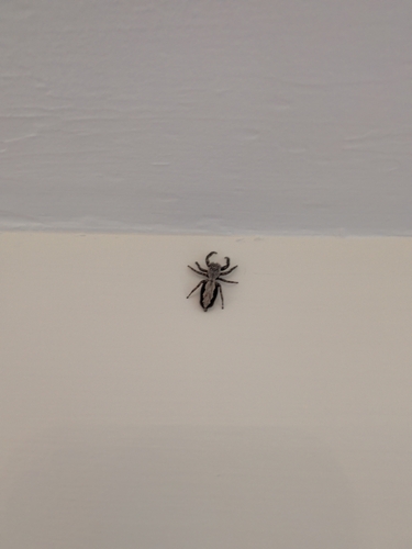 Tan Jumping Spider
