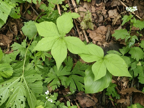 Arisaema sachalinense iNat (3)