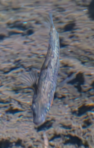 Threespine Stickleback