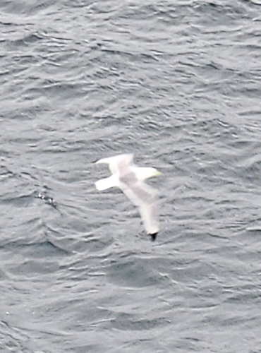 Black-legged Kittiwake