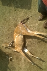 Tragelaphus scriptus