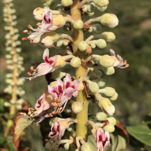 lower california buckeye