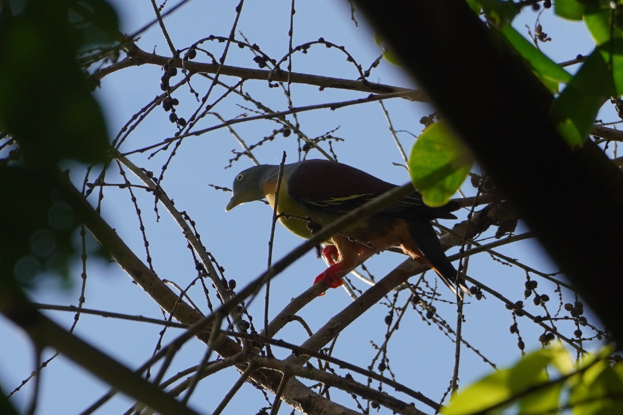 Little Green Pigeon (Treron olax), photo 9