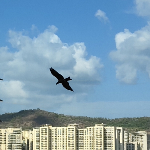 Black Kite