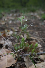 Vicia hirsuta