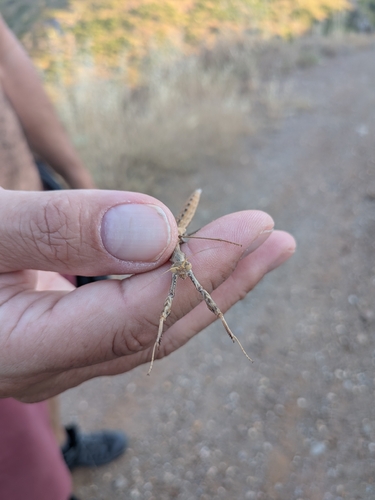 Balkan Ground Mantis