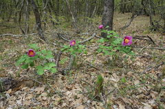Paeonia daurica