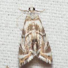 Eoparargyractis plevie