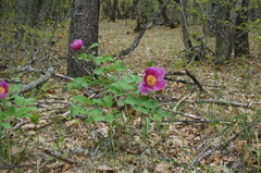 Paeonia daurica