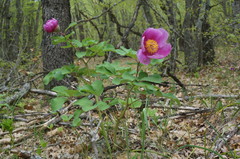 Paeonia daurica