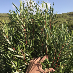 Ornithostaphylos oppositifolia