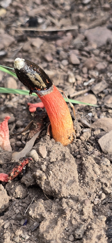 Wrinkly Stinkhorn · June 2026 · photo: Photo: (c) Lisa Vanderbleek, some rights reserved (CC BY) · iNaturalist
