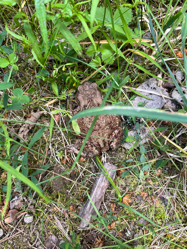 European Toad