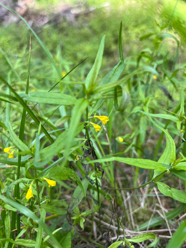 Small Cow-wheat