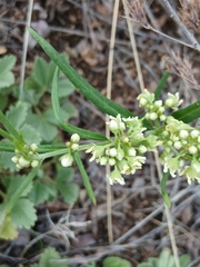 Cynanchum thesioides, photograph (c) Святослав Власенко, some rights reserved (CC BY)