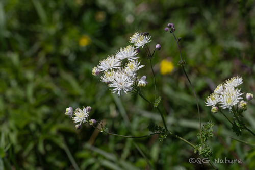 Thalictrum petaloideum, photograph 2