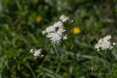 Thalictrum petaloideum, photograph (c) Wang.QG, some rights reserved (CC BY)