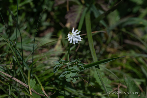 Thalictrum petaloideum, photograph 3