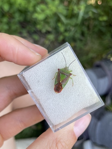 Hawthorn Shield Bug