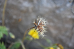 Hyoseris radiata