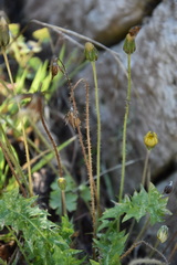 Hyoseris radiata