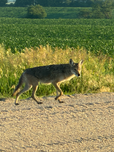 Coyote