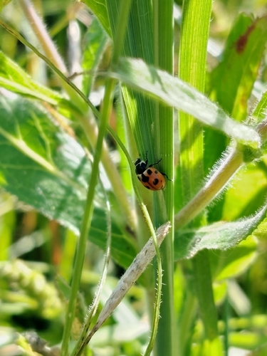 Notated Lady Beetle