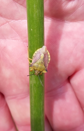 northern fruit bug