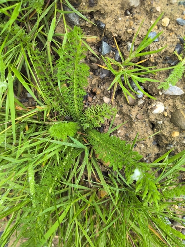 common yarrow
