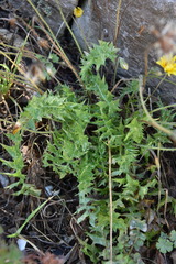 Hyoseris radiata
