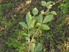 Rubus enslenii