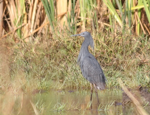 iNaturalist image