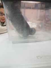 Chinchilla