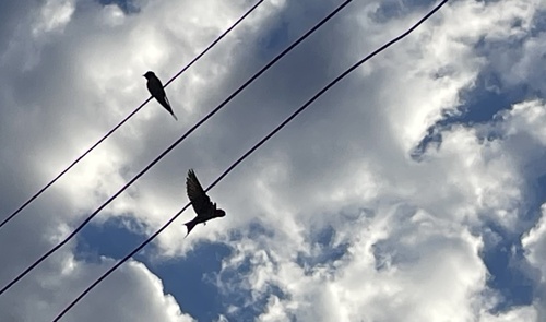 Barn Swallow